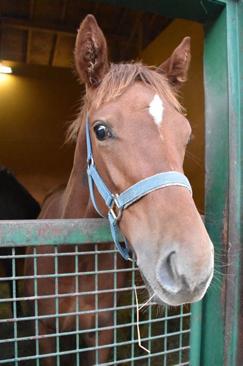 パカパカ工房 On Twitter 今日のボニーたん（マドレボニータの2017♂）。“重賞勝ち馬の全弟”になりました。幼馴染もおにーたんを