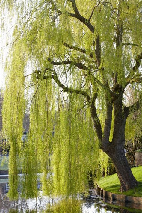 Willow trees garden, Dream garden, Weeping willow tree