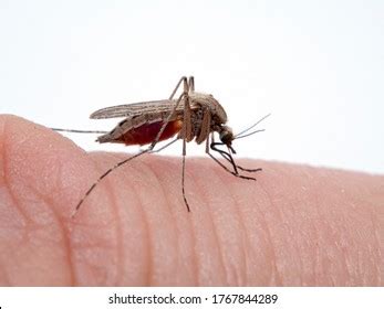 Coastal Mosquito Aedes Dorsalis On Mans Stock Photo