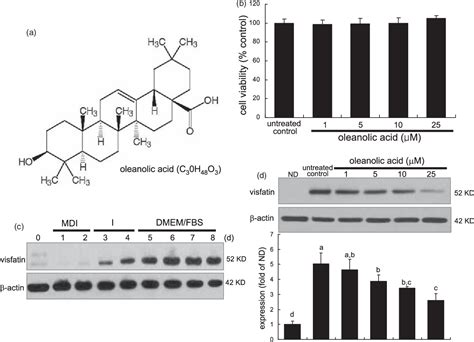 Figure 1 From Blockade Of Visfatin Induction By Oleanolic Acid Via