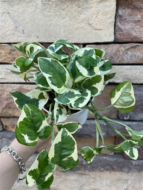 Pothos Njoy Fully Rooted 4 Inch Nursery Plant Very Full Etsy