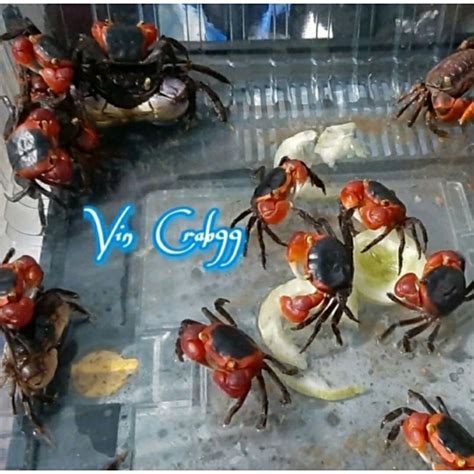 Jual Kepiting Hias Apple Crab Shopee Indonesia