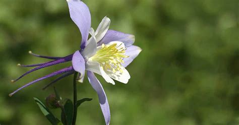 How To Grow And Care For Columbine Flowers Gardeners Path