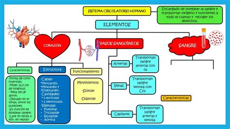 Sistema Circulatorio Mapa Conceptual Youtube