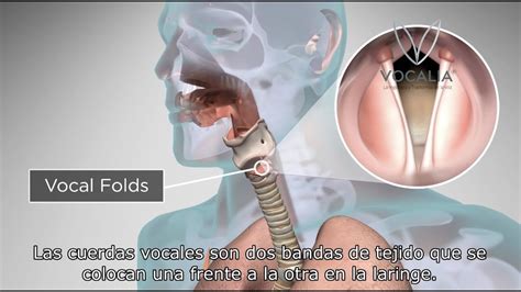 ¿cómo Funcionan Las Cuerdas Vocales Nih How Do Vocal Folds Work Youtube