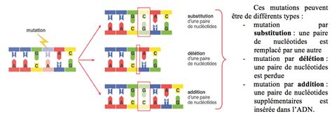 Svt Sur Vos Traces Sch Ma Des Diff Rents Types De Mutations De L Adn