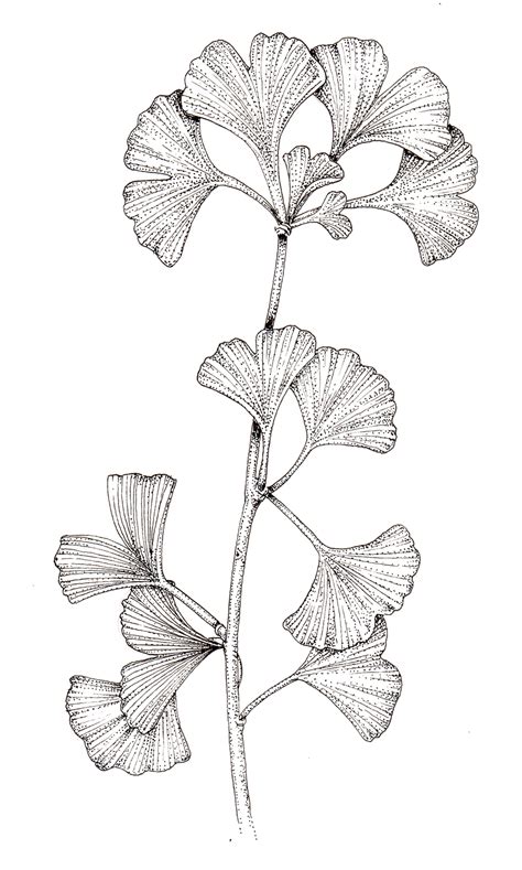 Ginko Ginko Biloba Leaves On Branch Pen And Ink Botanical Illustration