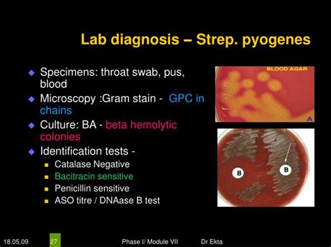 Ppt Medically Important Bacteria Gram Positive Cocci Powerpoint Presentation Id4520487