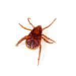 Brown Dog Ticks - Control, Extermination & Removal | Modern Pest Services