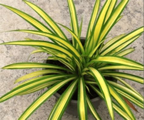 Screw Pine Pandanus Variegated Gardening Soul