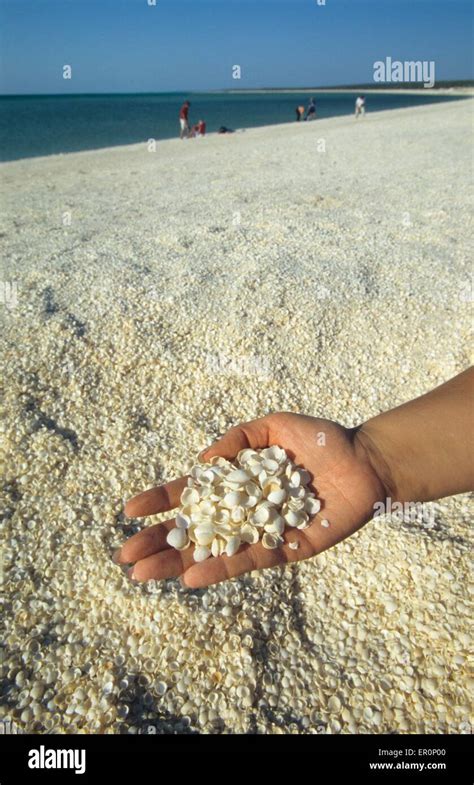 Australia Western Australia Shark Bay Haridon Bight Shell Beach