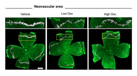 Fig S17 Uncropped Retinal Flat Mounts The Region Indicated By The