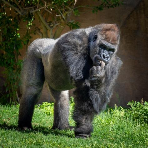 Gorilla Eating Free Stock Photo - Public Domain Pictures
