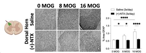 Figure Myelin Oligodendrocyte Glycoprotein Mog Induces Lumbar Spinal