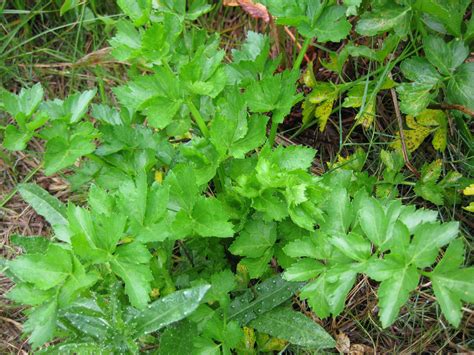 Wild Celery