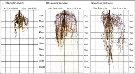 Typical Root System Architecture Of 1 Year Old Hibiscus Taiwanensis