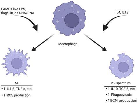 Model Of Cgrp Involvement With The Dural Immune System In Migraine