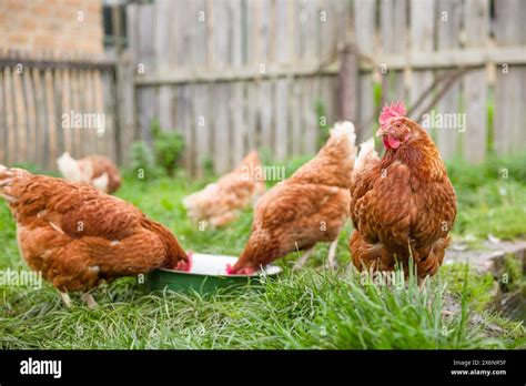 Free Range Chickens Farm Grass Hi Res Stock Photography And Images Alamy