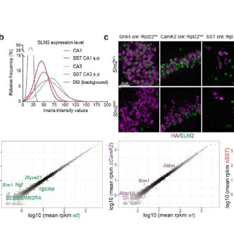 Conditional Ablation Of SLM2 In Hippocampal Cell Types A Schematic