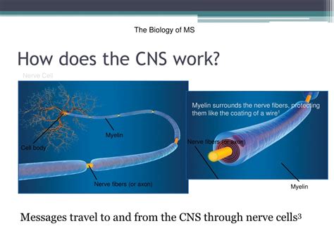 Ppt Demyelinating Diseases Powerpoint Presentation Free Download Id9616565