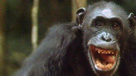 Bbc Two The Trials Of Life Hunting And Escaping Chimps On The Hunt