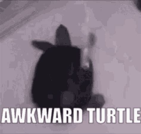 Awkward Turtle  Awkward Turtle Awkward Turtle Discover And Share S