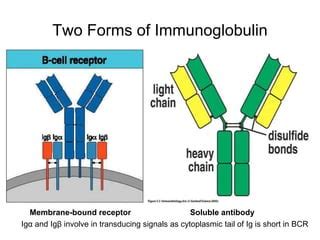 Immunoglobulins types | PPT