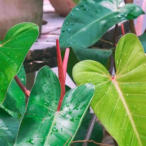 Plant FAQs Philodendron Red Emerald