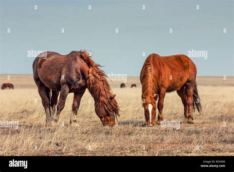 Wild Horses In Prairie Stock Photo Alamy