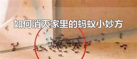 如何消灭家里的蚂蚁小妙方 家里出现蚂蚁是怎么回事 生活经验 生活小常识大全