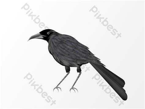 Drawing Black Crow Elements Png Images Psd Free Download Pikbest