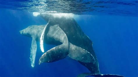 First Humpback Whales Ever Captured On Camera Having Sex Turn Out To Both Be Male Mirror Online