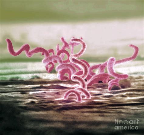 Bacteria, Treponema Pallidum, Sem Photograph by Science Source - Fine Art America