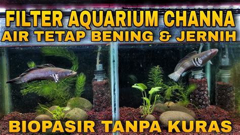 Filter Aquarium Channa Agar Aquarium Biar Tetap Bening Dan Jernih Youtube