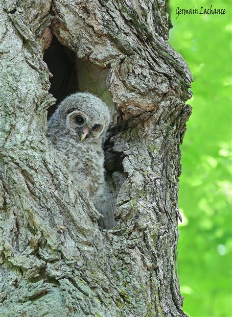 Chouette rayée Barred Owl Chouette rayée Laurentides fi Flickr