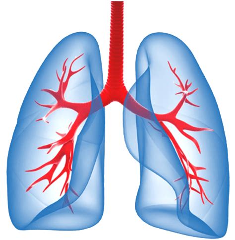 Lungs Png Download Png Image With Transparent Background Lung Images