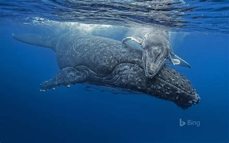 Humpback whales : A whale of a hug Bing Wallpaper - Youshouldlisten.com