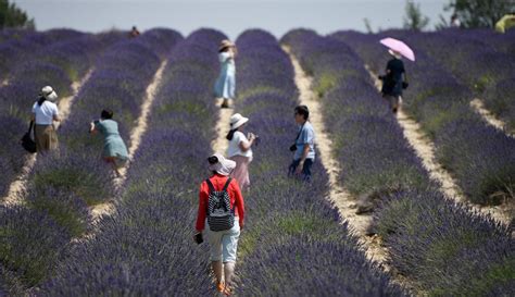 Foto Menatap Cantiknya Lautan Bunga Lavender Di Prancis Foto