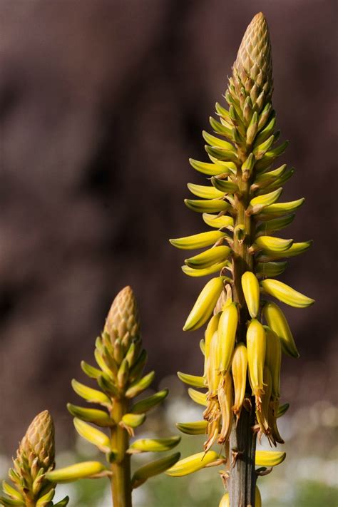 Aloe Vera Plants Have Countless Medical Benefits