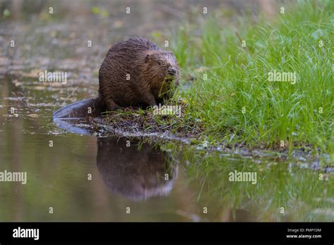 Beaver, European beaver, Castor fiber, Spessart, Bavaria, Germany Stock ...