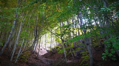 Woods Trees Landscape Free Photo On Pixabay Pixabay