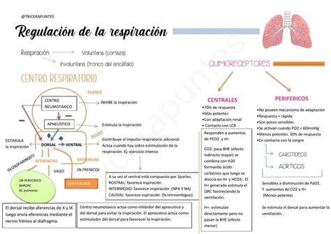 Regulación De La Respiración Y Relacion Ventilación Perfusión