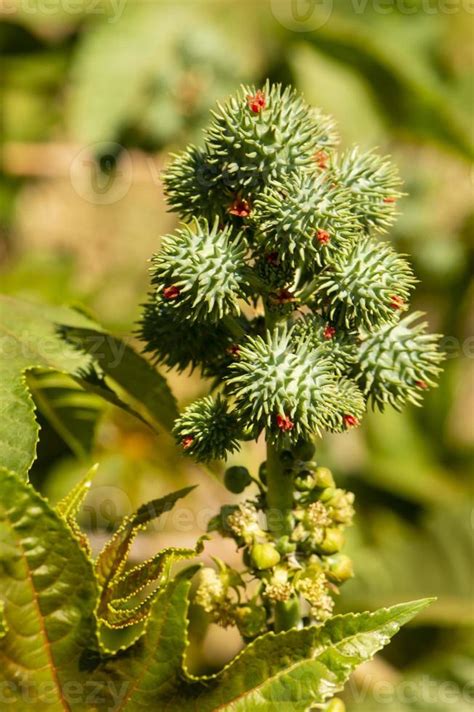 castor bean plant with seeds 10843279 Stock Photo at Vecteezy