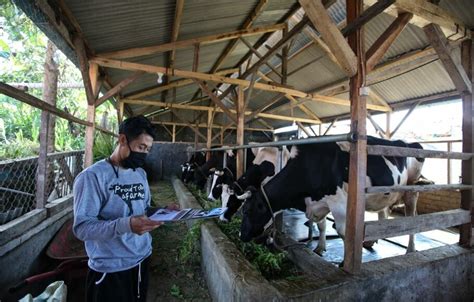 Gubernur Lampung Pantau Ketersediaan Daging Sapi Di Lampung Timur