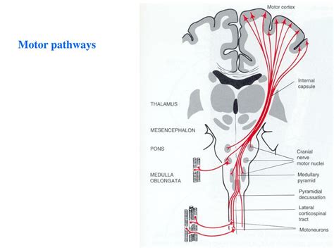 PPT - ANATOMY AND PHYSIOLOGY OF MOTOR SYSTEMS PowerPoint Presentation ...