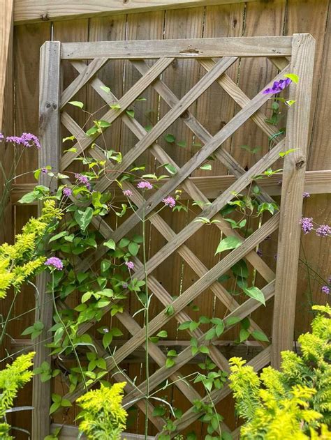 Transform Your Trellis: How To Train Vines - Great Garden Plants