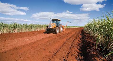 Invaded Harvest Losses Caused By Late Weed Infestation In Corn Crops