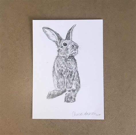 Baby Bunny Drawing | Wildlife Inspired Gifts by Cherith Harrison