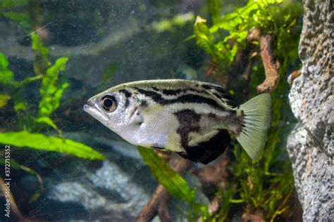 The Clouded Archerfish Toxotes Blythii Is A Perciform Fish Of Genus