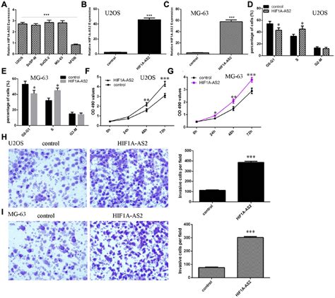 LncRNA HIF1A AS2 Promotes Osteosarcoma Progression By Acting As A